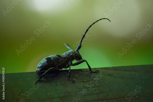 Photos Longhorn beetle close up