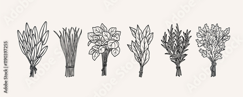 Hand drawn herbs bunches collection. Sage, chives, basil, laurel bay, rosemary, coriander, parsley