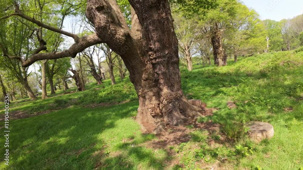 Drone turns around an old and large tree in the middle of a lush, sunlit forest Drone turns around an old and large tree in the middle of a lush, sunlit forest