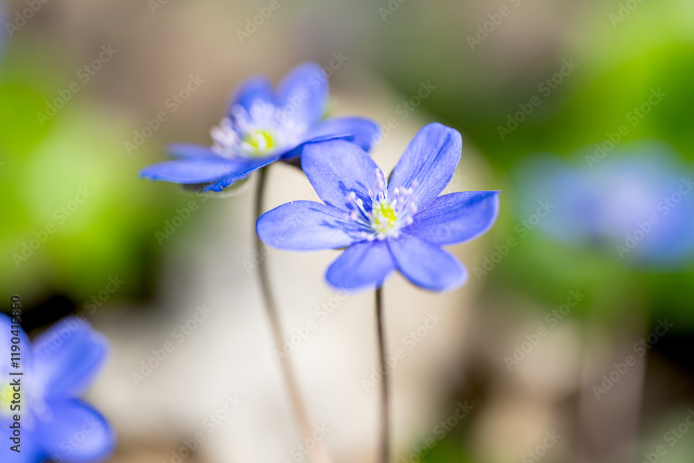 Hepatica Nobilis - the first spring flower Hepatica Nobilis - the first spring flower