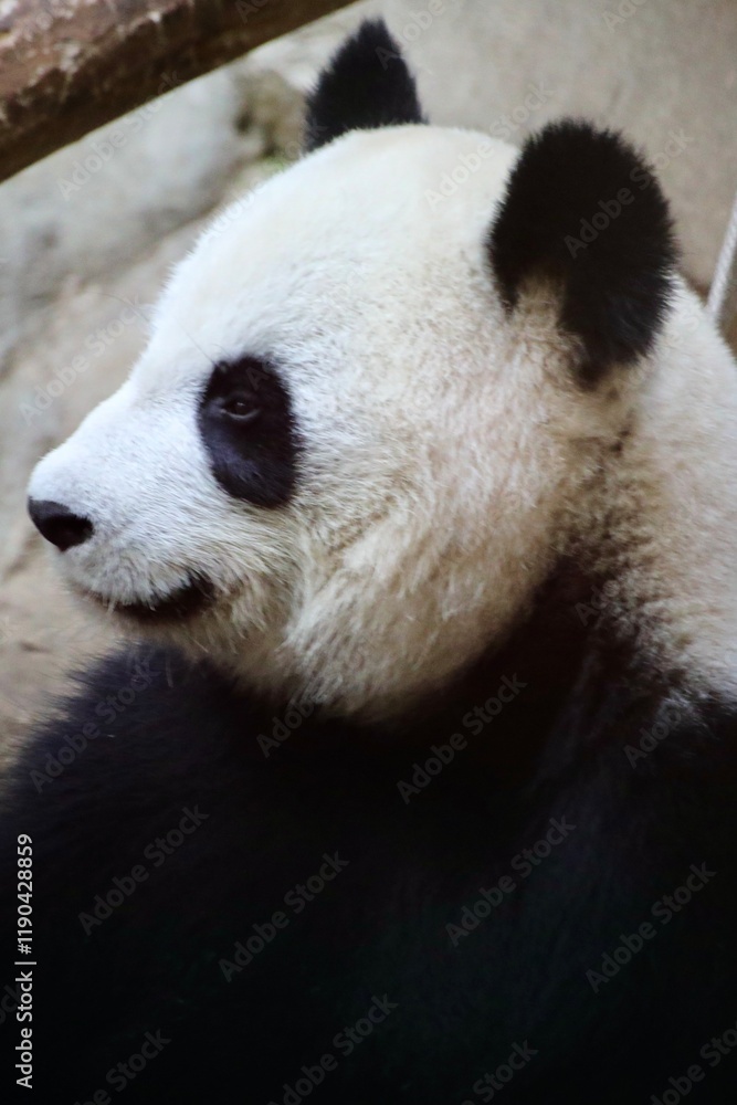 BEBE PANDA BEBE PANDA