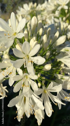 A bunch of white flowers with yellow centers. The flowers are in full bloom and are very pretty