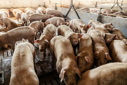 Photography Domestic pigs for fattening in pen