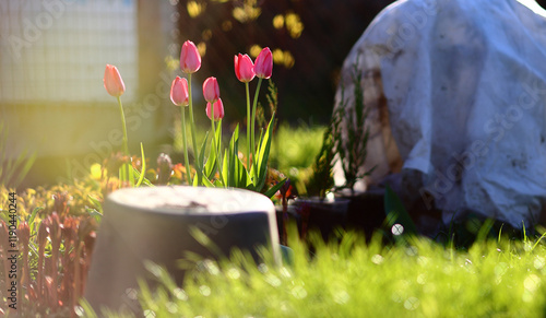 Beautiful pink tulips green leaves bloom in garden on warm sunny spring day backlight of sun. The plants covered with fabric white material and plastic bucket from cold