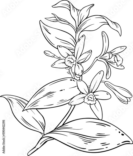 Vanilla Branch with Flowers Outline Illustration.