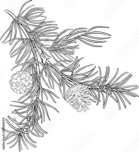 Pine Branch with Cones Outline Illustration.