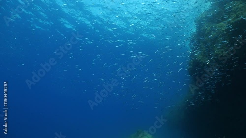 silversides   underwater silverside fish school wavy sea protection Atherina boyeri next to rocks photo