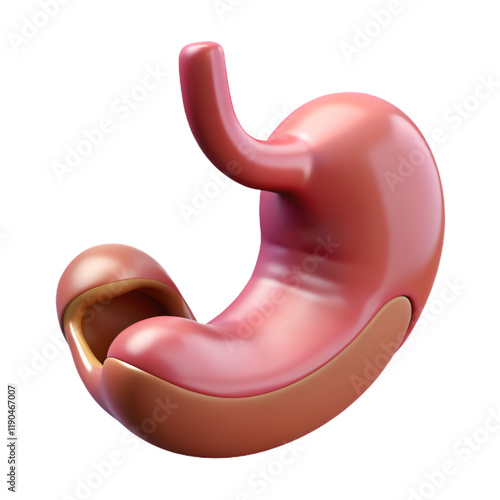 Detailed Illustration of Human Stomach Structure Anatomy Model