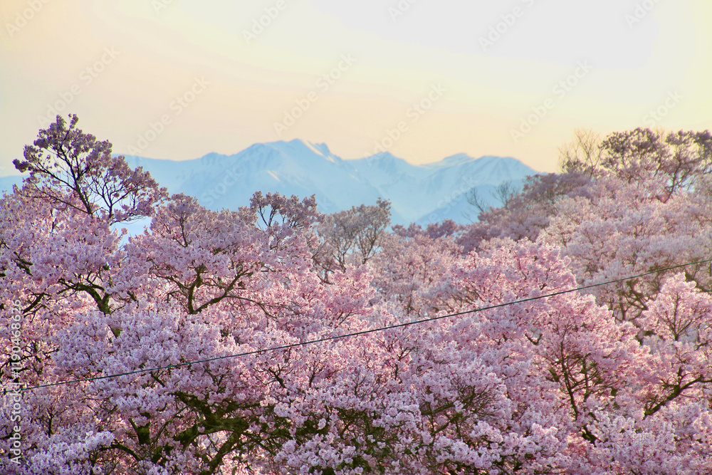 高遠城址公園の桜(長野県・伊那市) 高遠城址公園の桜(長野県・伊那市)