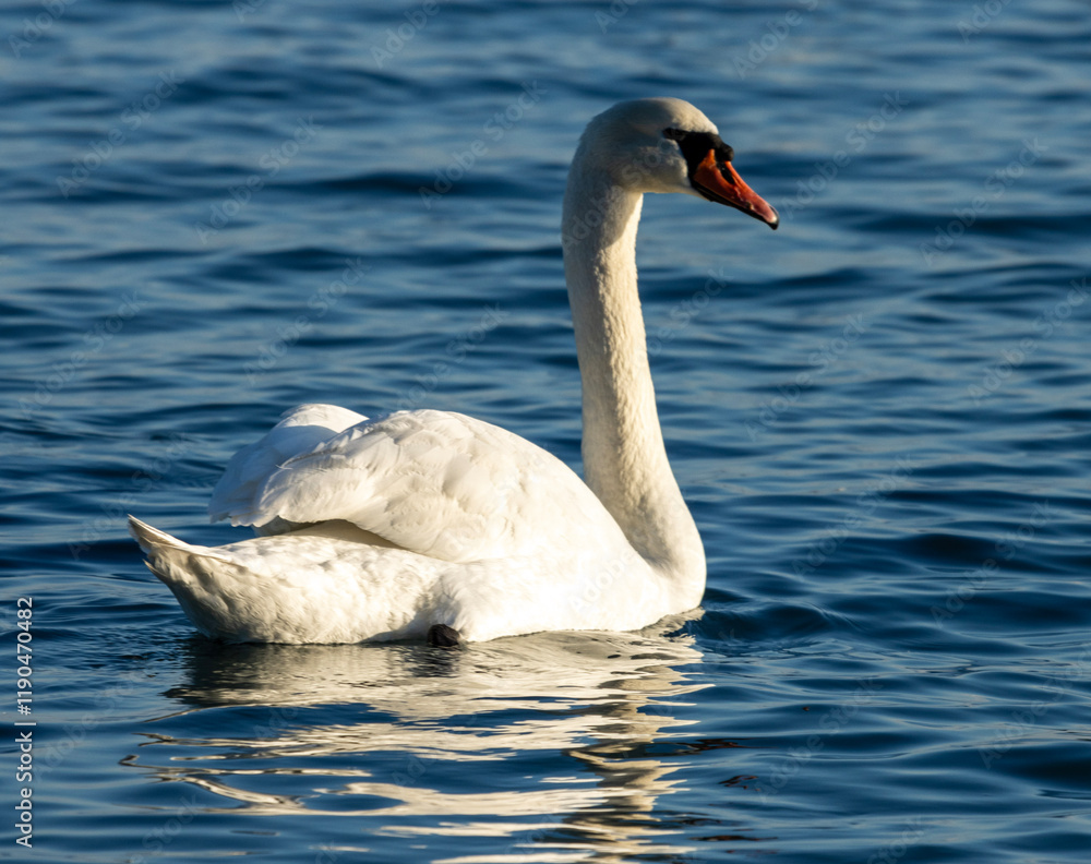 Naklejka premium A single, elegant mute swan glides effortlessly across a calm expanse of deep blue water. The swan the main focus is predominantly white, its plumage appearing almost luminous against the darker water