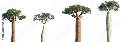 Canvas Print Set of Adansonia digitata (the African baobab) and Pachypodium geayi frontal iso