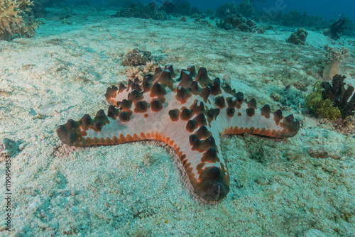 Starfish On the seabed at the Tubbataha Reefs Philippines
 photo