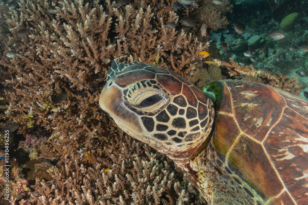 Hawksbill sea turtle in the Sea of the Philippines
Hawksbill sea turtle in the Sea of the Philippines