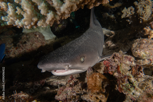 Thresher Shark swimming in the Sea of the Philippines
 photo