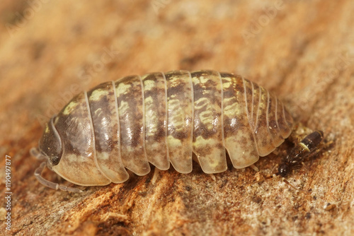 Closeup on common pill-bug woodlice, common pill-bug, Armadillidium vulgare, on a piece of wood photo