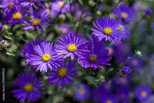 Aster amellus flowers -  aster with dark purple blossoms photo