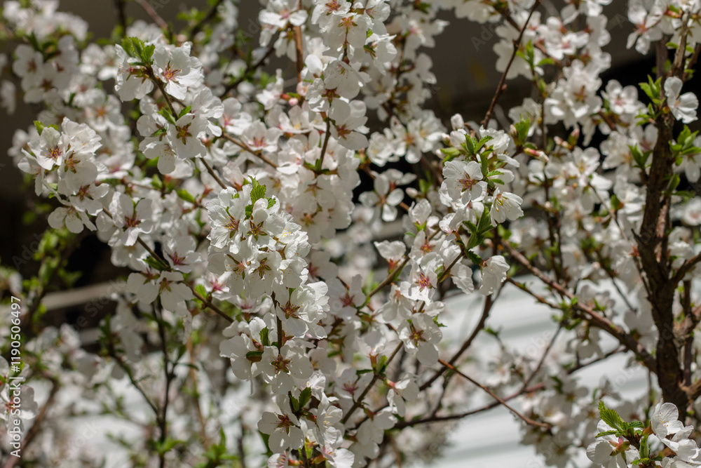 cherry blossom in spring, closeup of white flowers on tree cherry blossom in spring, closeup of white flowers on tree