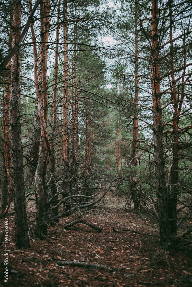 Fototapeta premium Spruce pine forest in a dark key