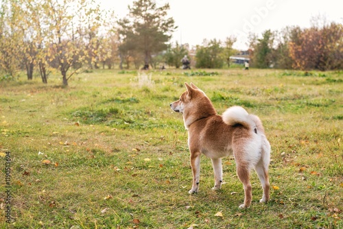 Focused attentive brown Shiba Inu dog standing on green grass field and looking away on sunset. photo