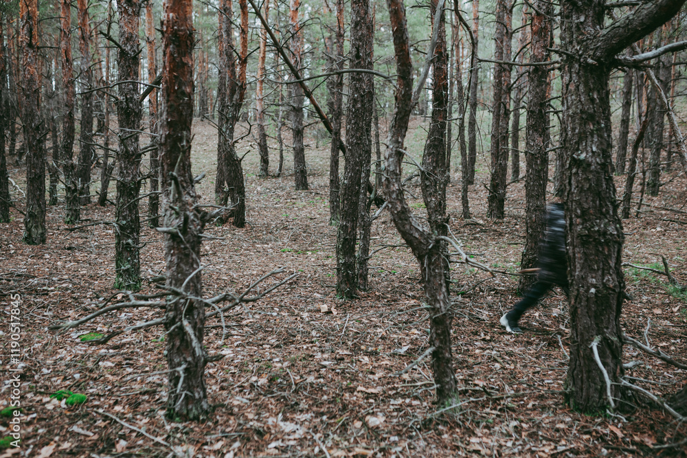 Naklejka premium Spruce pine forest in a dark key