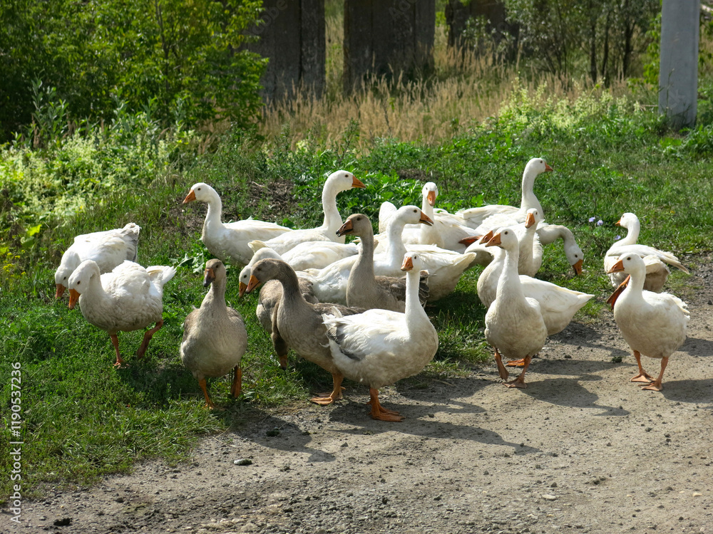 domestic geese on a street walk domestic geese on a street walk