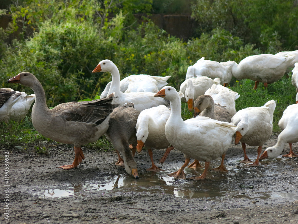 Obraz premium domestic geese on a street walk