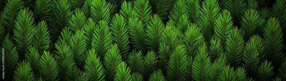 Lush Evergreen Texture: A rich tapestry of vibrant green evergreen needles creates a captivating natural texture, perfect for backgrounds or design elements. Lush Evergreen Texture: A rich tapestry of vibrant green evergreen needles creates a captivating natural texture, perfect for backgrounds or design elements.