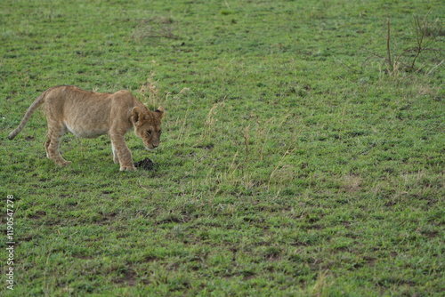 lion cub prowling across the green savannah of the serengeti national park tanzania