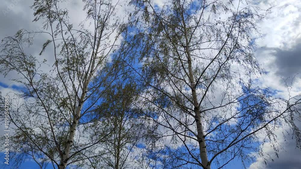 Two birch trees stand against the blue sky. Their branches sway easily in the wind. Two birch trees stand against the blue sky. Their branches sway easily in the wind.
