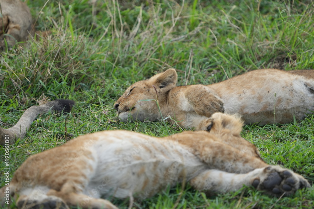 young lion cubs knock out in the grass sleeping after a big meal, serengeti national park tanzania young lion cubs knock out in the grass sleeping after a big meal, serengeti national park tanzania