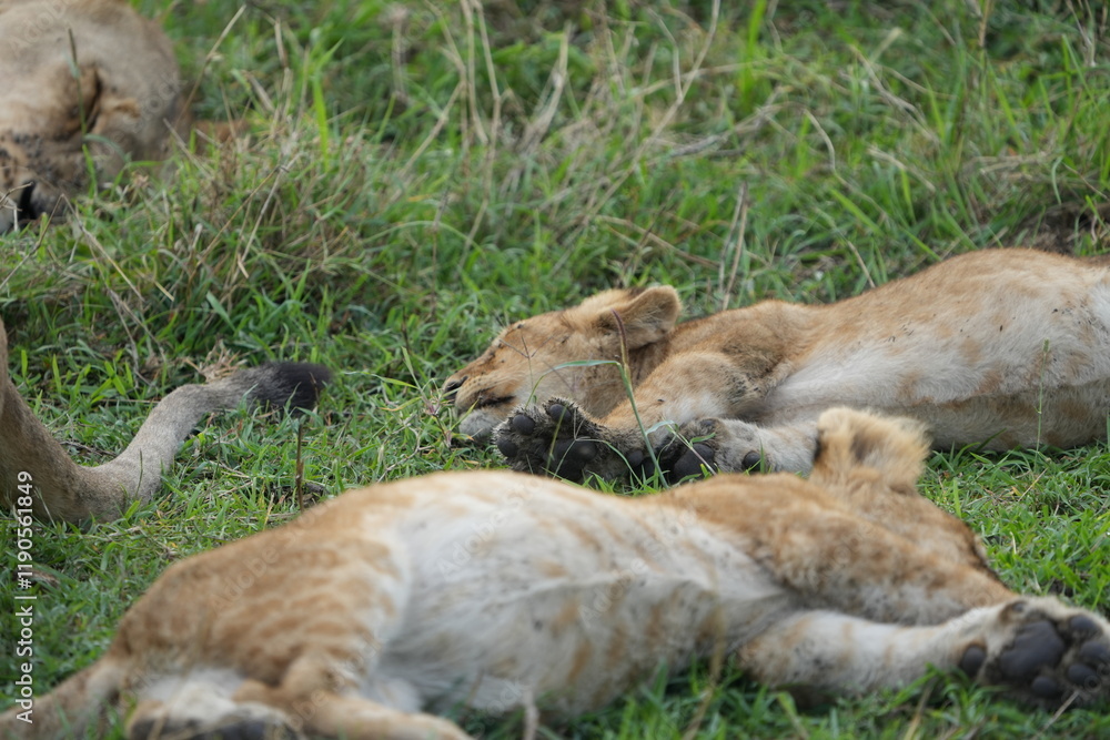 young lion cubs knock out in the grass sleeping after a big meal, serengeti national park tanzania young lion cubs knock out in the grass sleeping after a big meal, serengeti national park tanzania