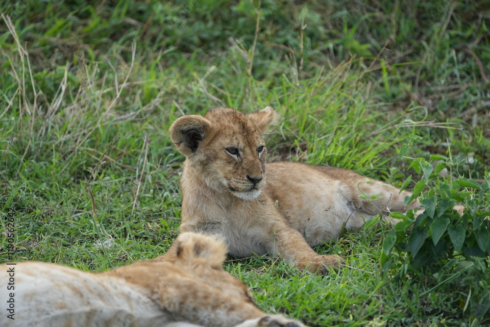 Obraz premium lion cub panthera leo laying in the grass of the serengeti national park