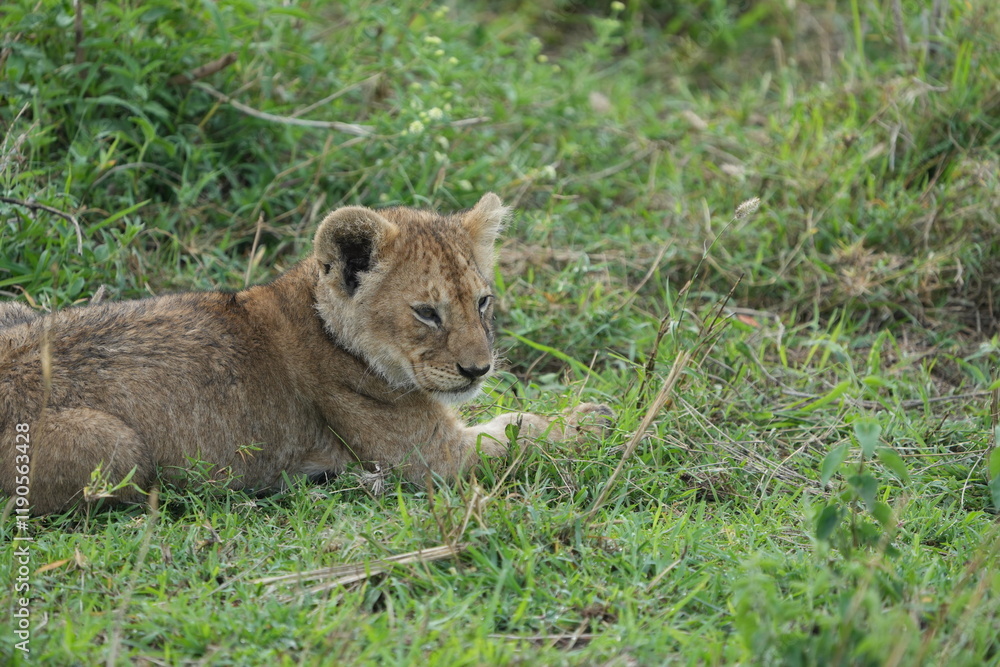 portrait of a baby lion laying in the grass after dinner in the serengeti national park tanzania portrait of a baby lion laying in the grass after dinner in the serengeti national park tanzania