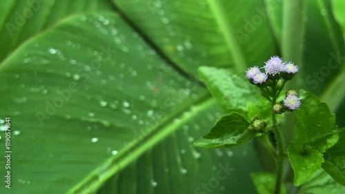 water drops on a green leaf