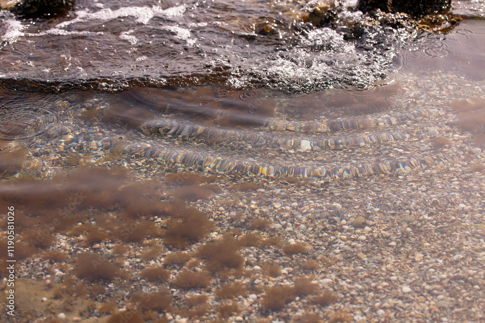 Brown algae underwater near the shore. Brown algae underwater near the shore.