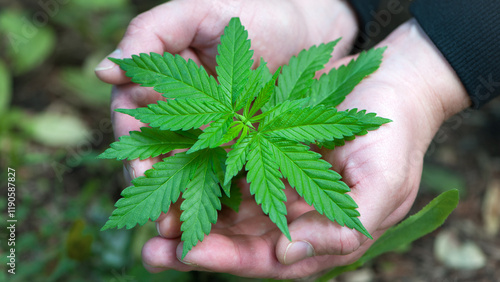 Wallpaper Mural Earth Defense Day. Cannabis. bush marijuana in hands. cannabis on the palm. male hands are holding a hemp bush, a twig on the palms. culture, medicine and hemp products, ecology, green leaves Torontodigital.ca