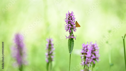 Ochlodes sylvanus on Betonica officinalis. butterfly collects nectar on pink wildflowers. summer season. butterfly on a flower close-up. Blurred light background. insects in nature, macro photo. photo