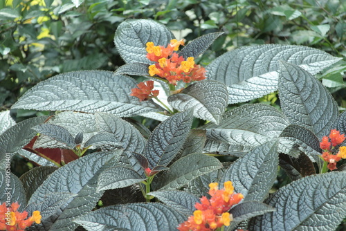 Karniem Alloplectus Flower photo