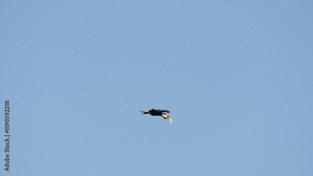 Wreathed hornbill, Bar-pouched wreathed hornbill (Rhyticeros undulatus)Flying freely in the sky.Bird watching with telephoto in the forest. Wreathed hornbill, Bar-pouched wreathed hornbill (Rhyticeros undulatus)Flying freely in the sky.Bird watching with telephoto in the forest.