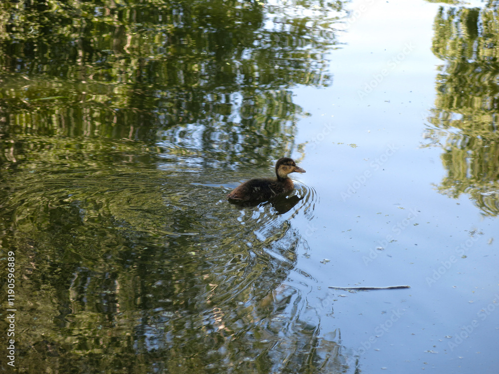 ducks swim in the pond in summer ducks swim in the pond in summer