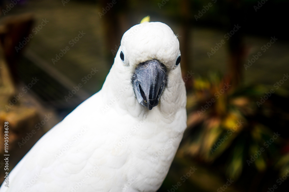 A close-up of a yellow-crested cockatoo (Cacatua Sulphurea) in the park. A close-up of a yellow-crested cockatoo (Cacatua Sulphurea) in the park.