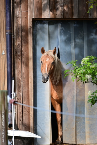 Neugierde. Goldenes Pferd schaut interessiert durch Plastikstreifen aus der Stalltür photo