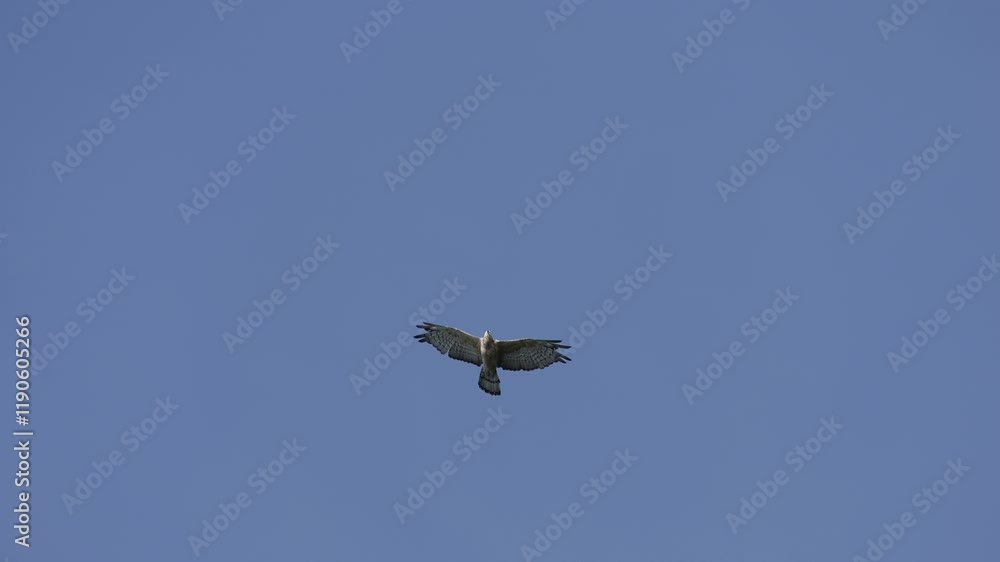A hawk bird is flying freely in the sky. A hawk bird is flying freely in the sky.
