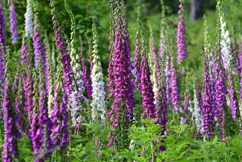 Digitalis blühend auf einer Waldlichtung photo