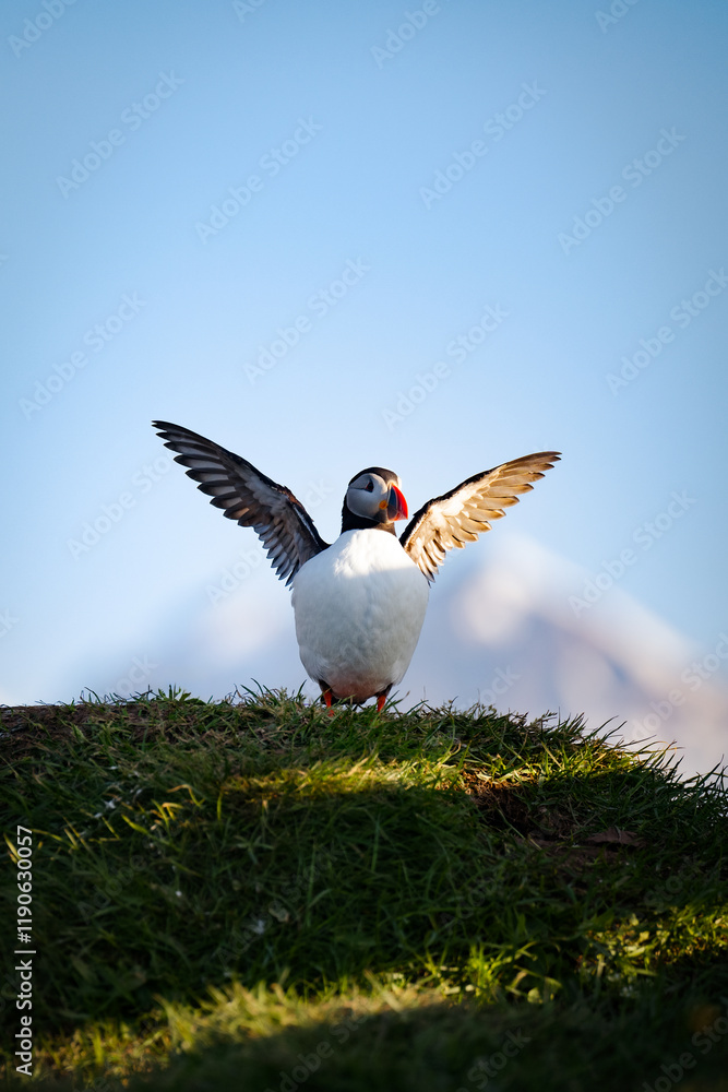 Stunning view of a cute puffin with spread wings. The Atlantic Puffin is often called the clown of the sea. Borgarfjörður, Iceland