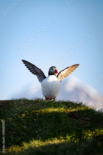 Obraz na płótnie Stunning view of a cute puffin with spread wings. The Atlantic Puffin is often called the clown of the sea. Borgarfjörður, Iceland w salonie