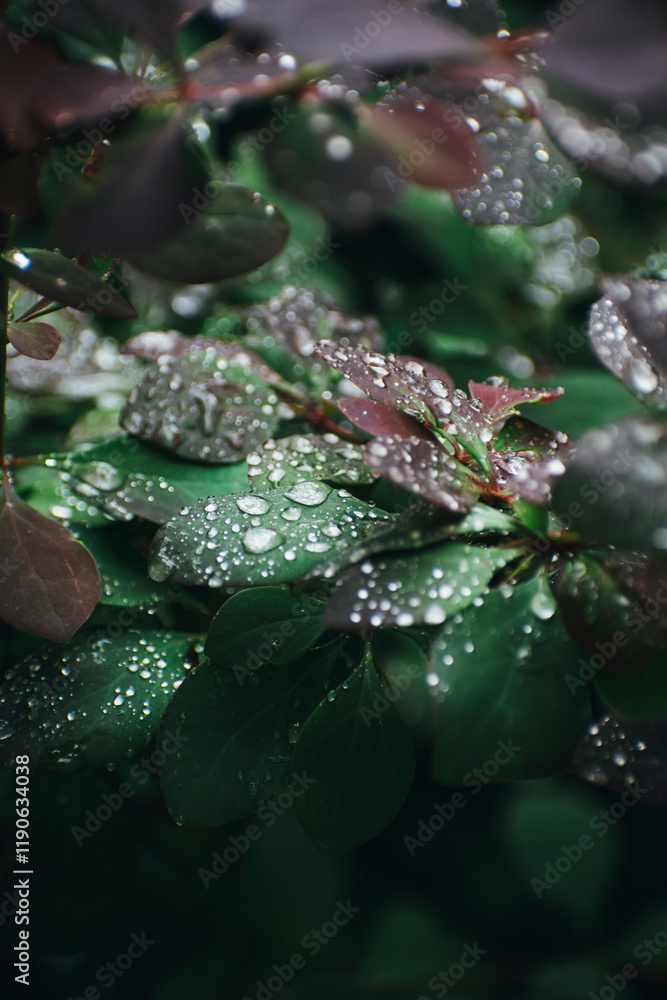 drops of water after rain on the leaves drops of water after rain on the leaves
