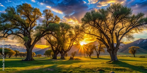 Majestic Silhouette of Walnut Trees at Arslanbob, Kyrgyzstan - Sunset Landscape photo