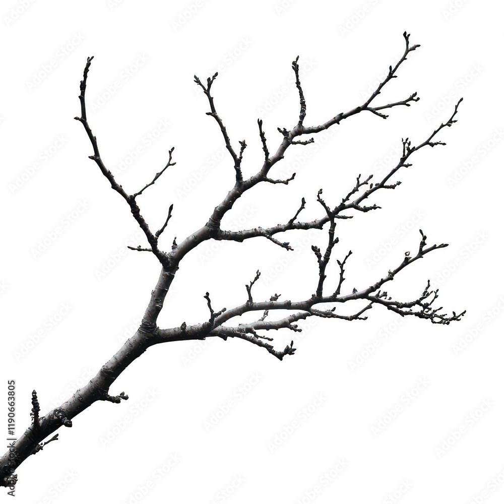tree branches on a transparent background tree branches on a transparent background