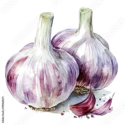 A watercolor drawing of garlic, isolated on a white background. Garlic vector.
